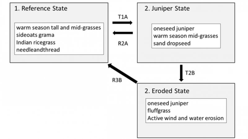 Model diagram