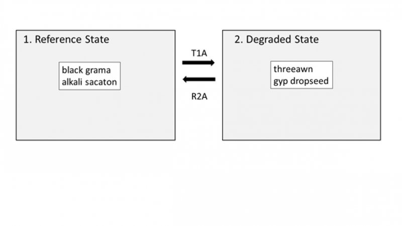 Model diagram