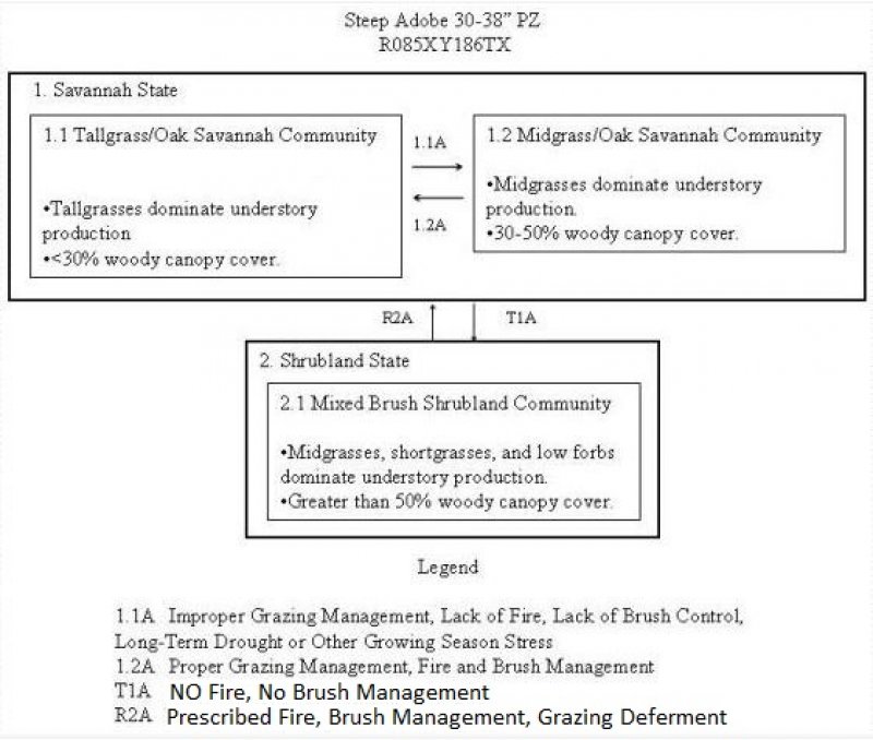 Model diagram
