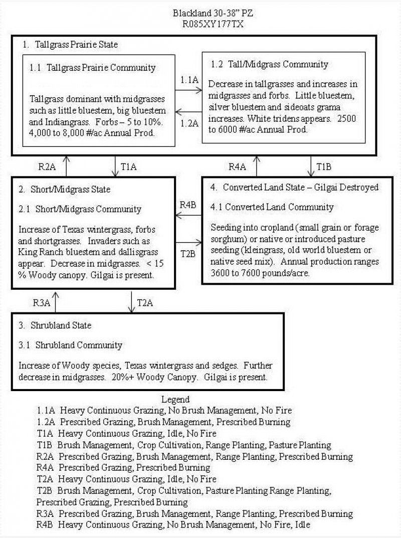 Model diagram