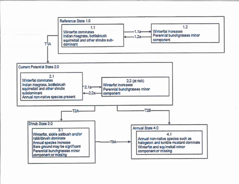 Model diagram