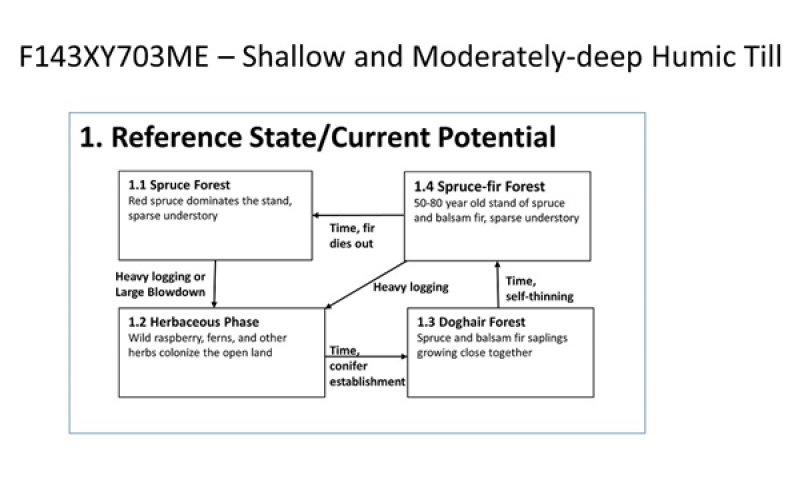 Model diagram