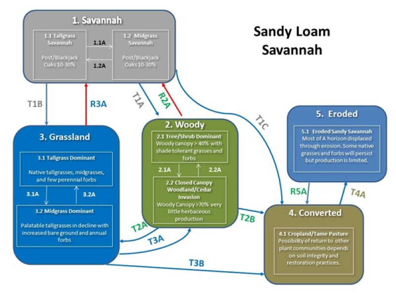 Model diagram