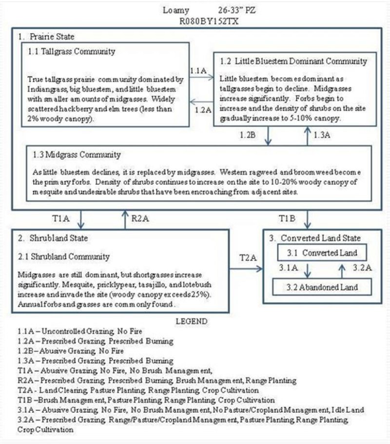 Model diagram