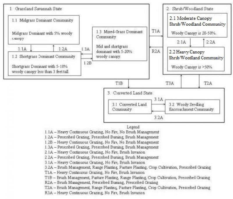Model diagram