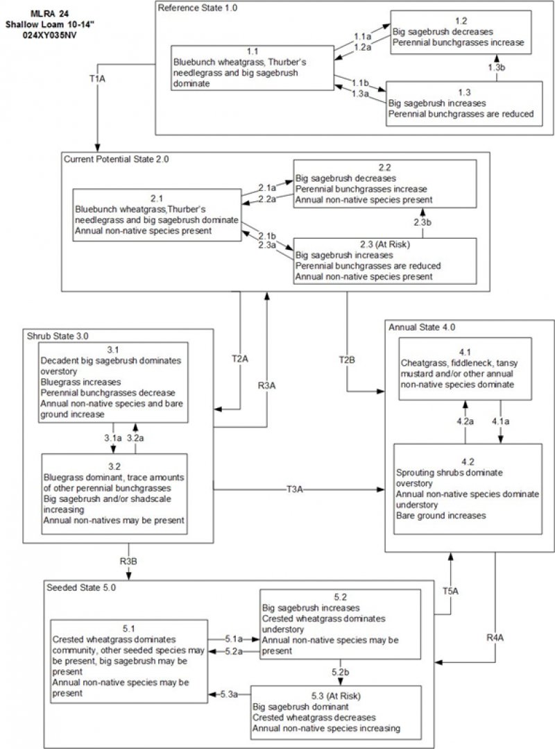 Model diagram