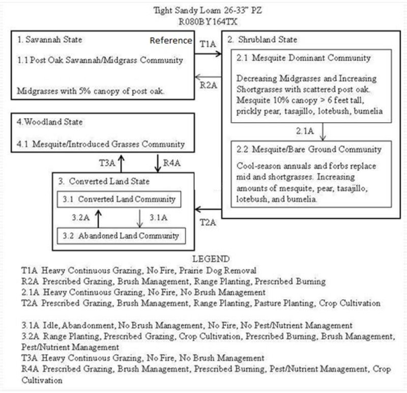 Model diagram