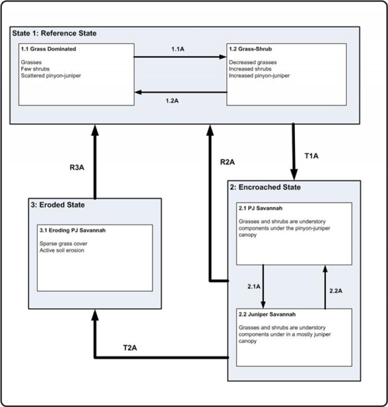 Model diagram