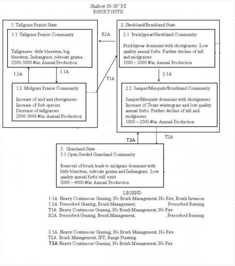 Model diagram