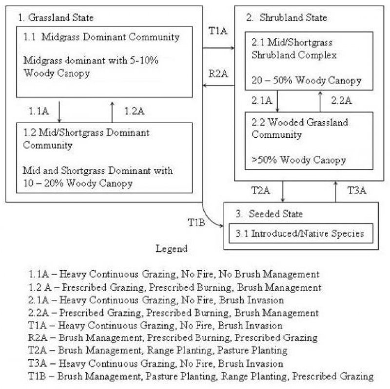 Model diagram