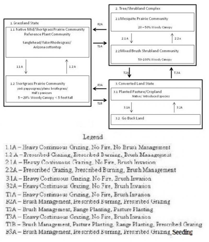 Model diagram