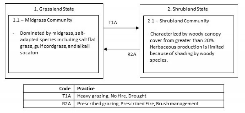 Model diagram