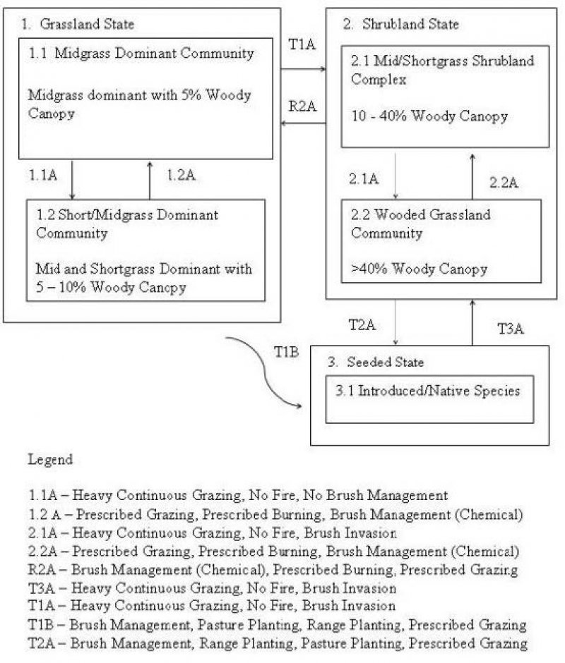 Model diagram