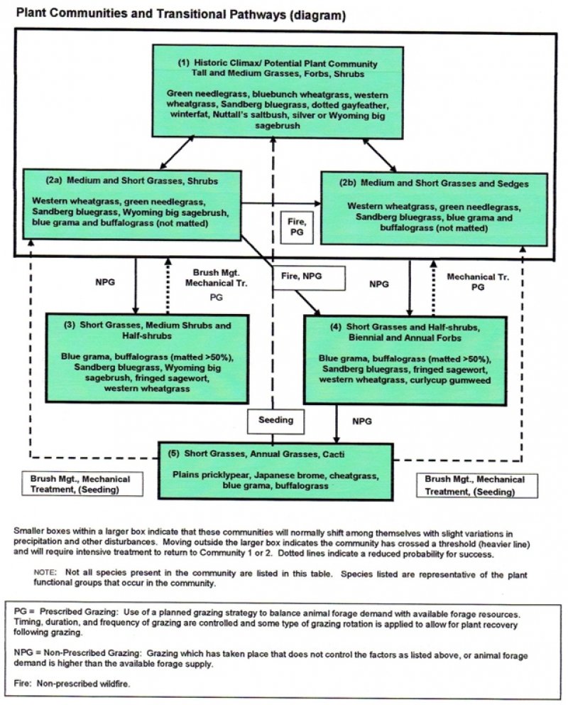 Model diagram