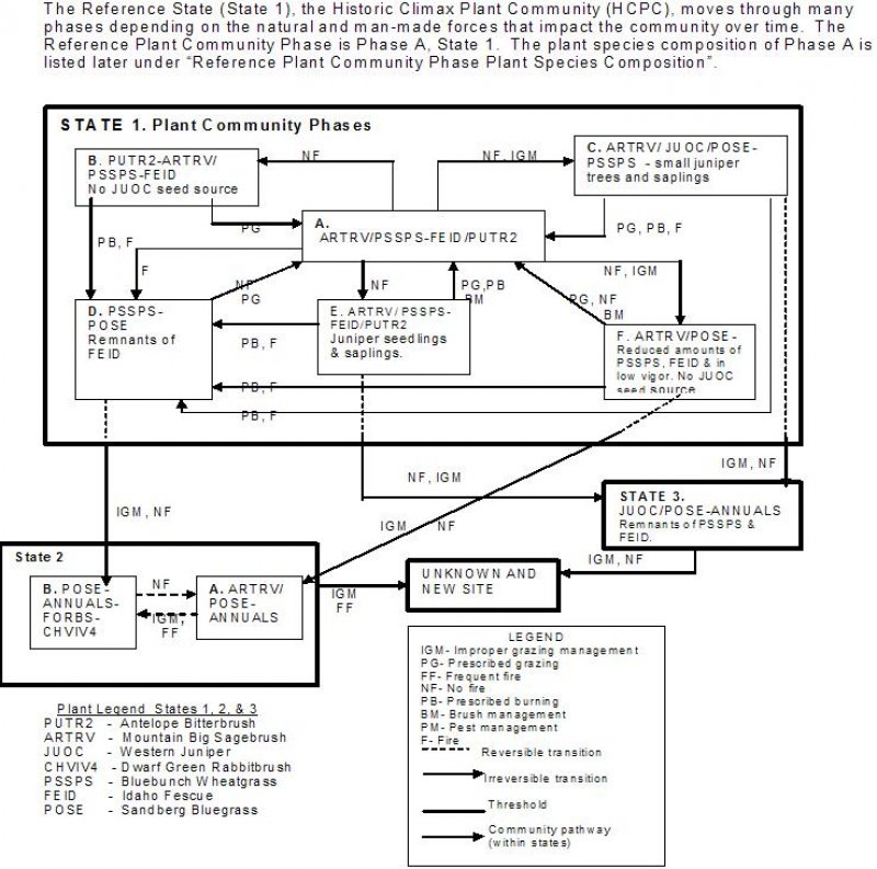 Model diagram