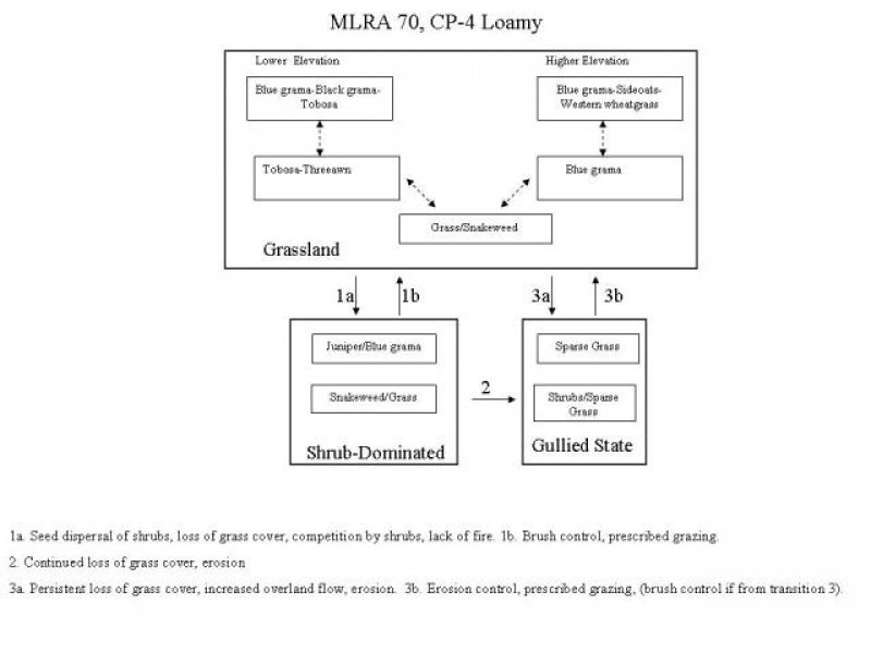 Model diagram