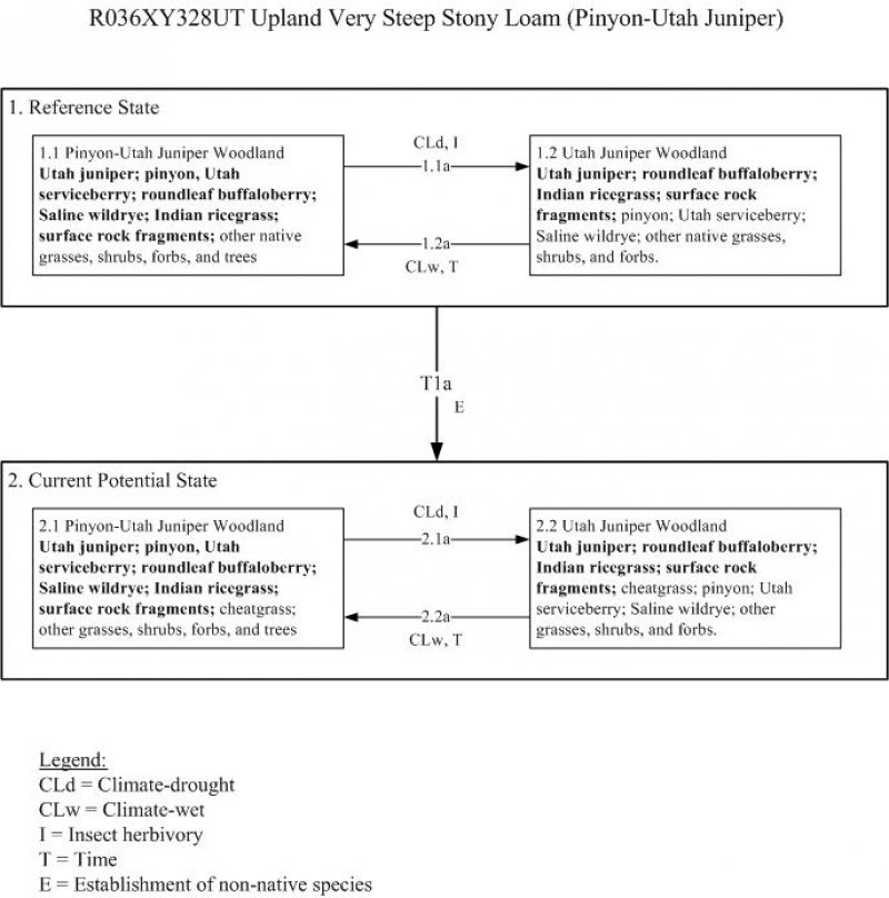 Model diagram