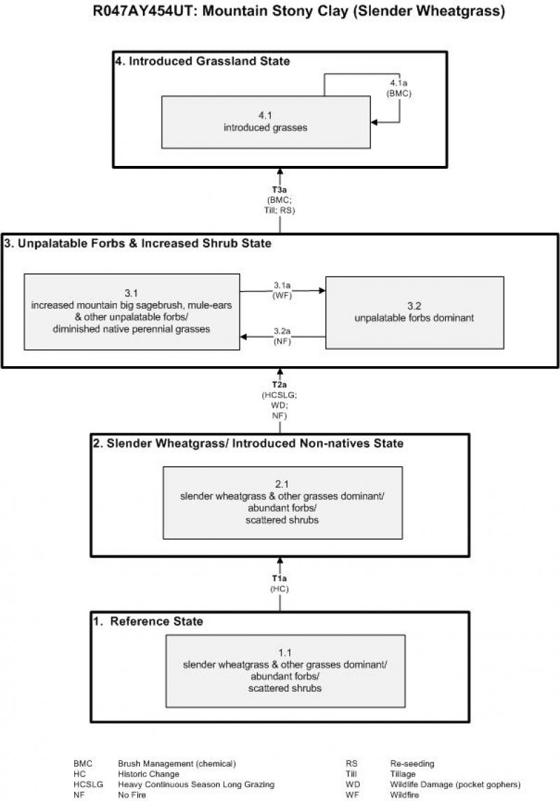 Model diagram