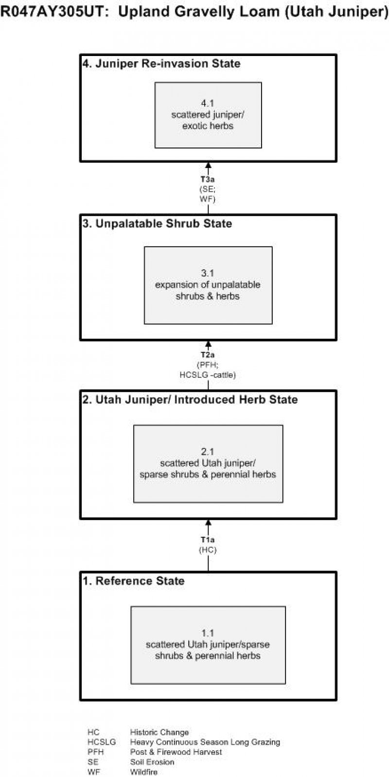 Model diagram