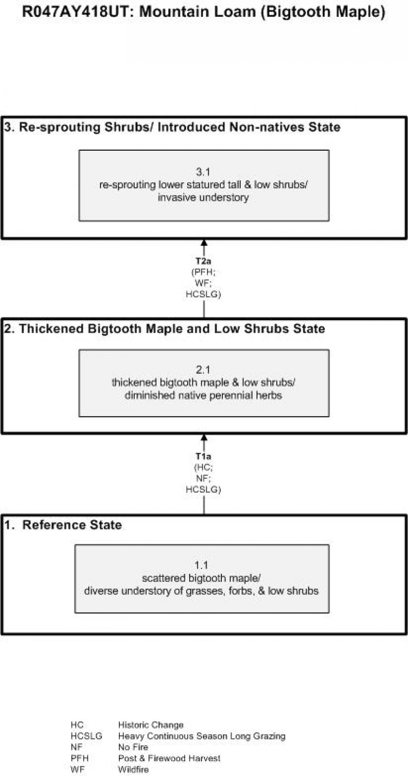Model diagram