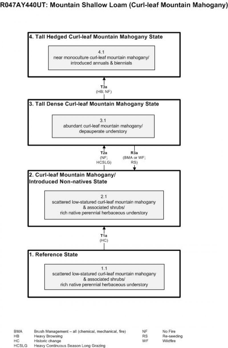 Model diagram