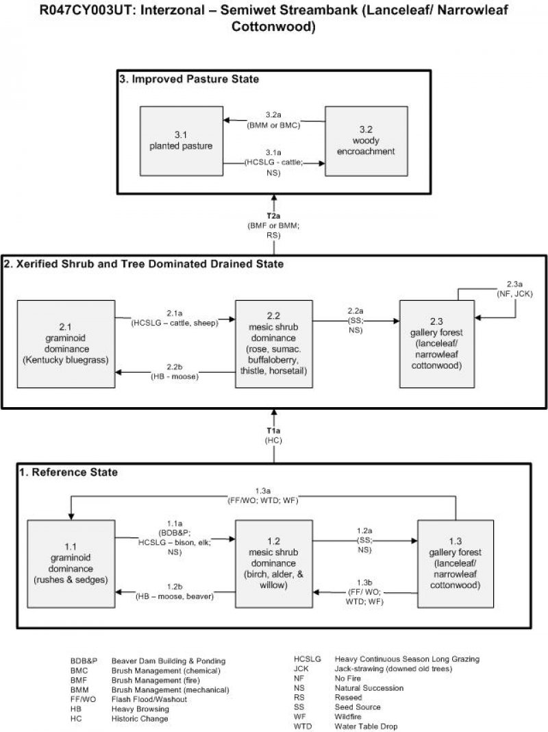 Model diagram