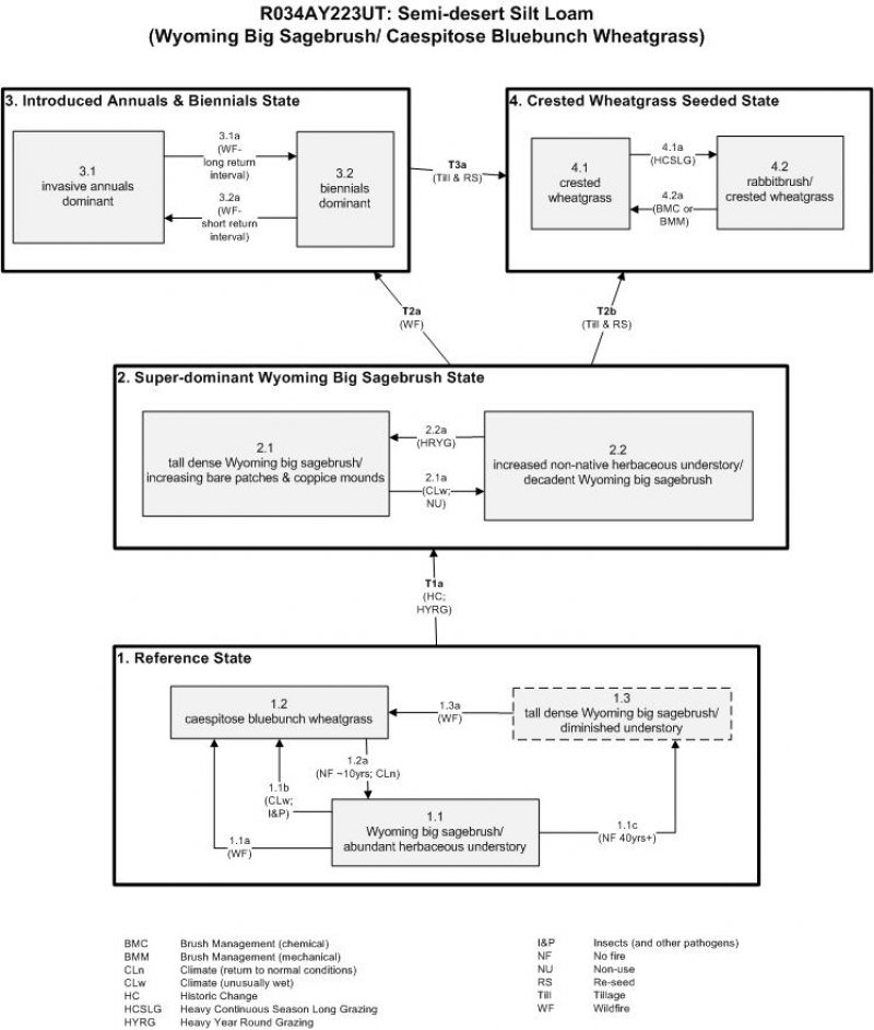 Model diagram