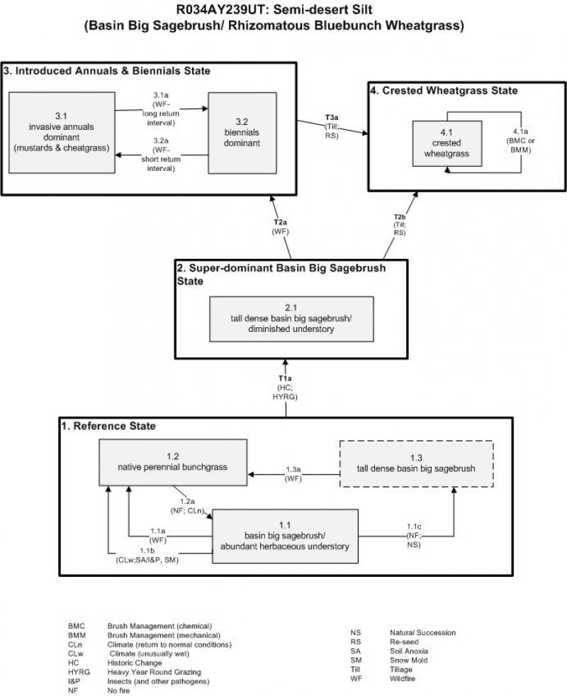 Model diagram