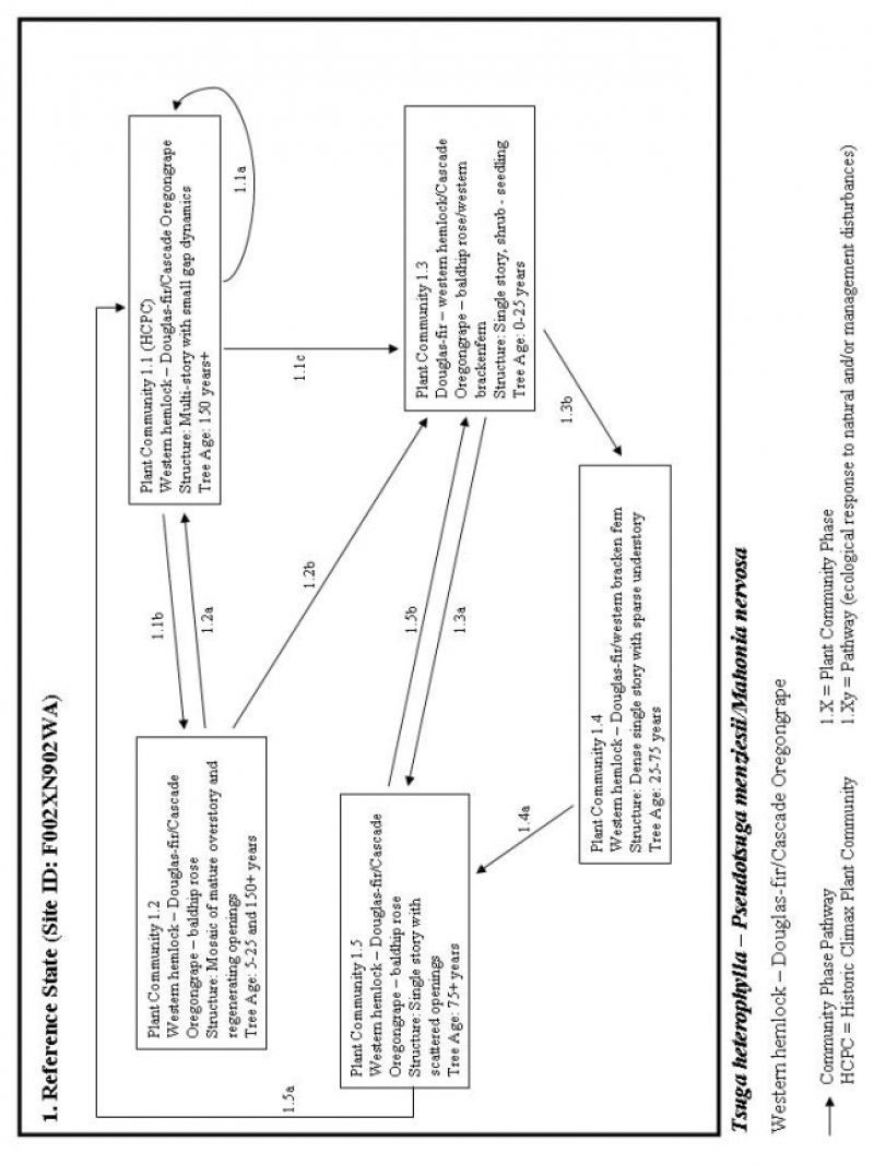 Model diagram