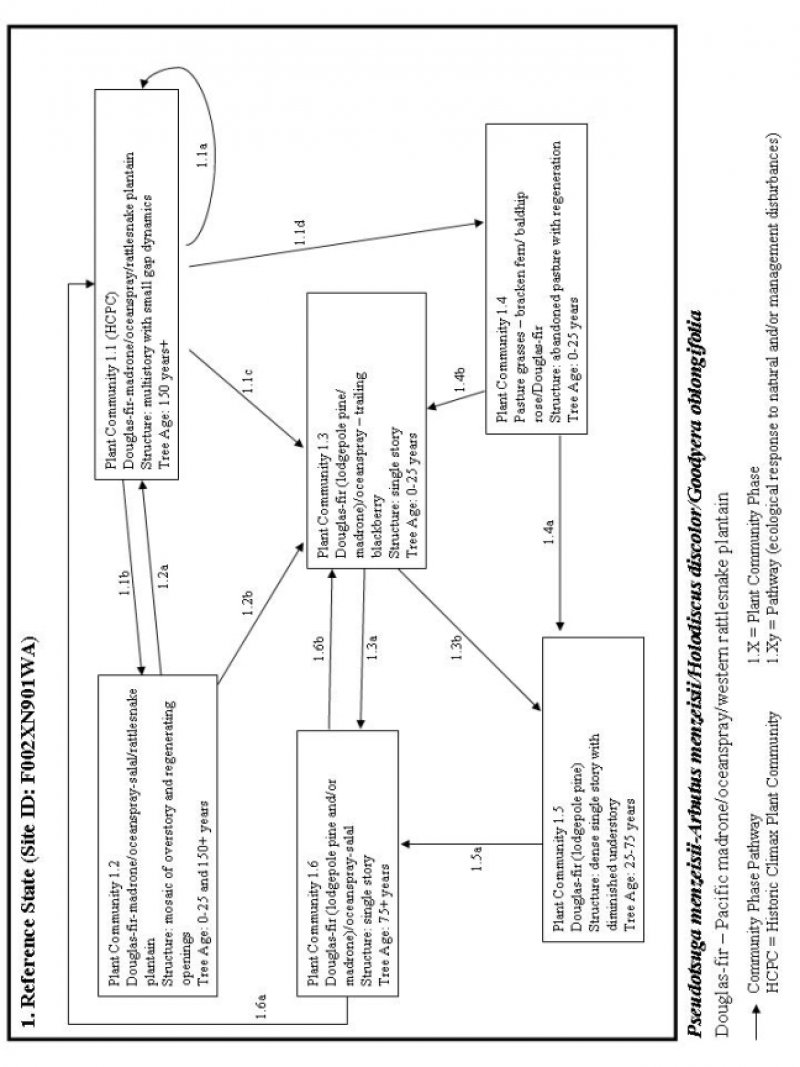 Model diagram