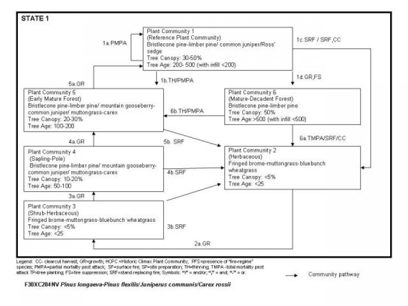 Model diagram
