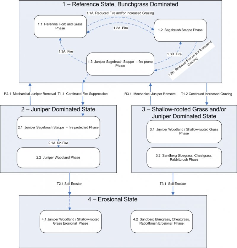 Model diagram