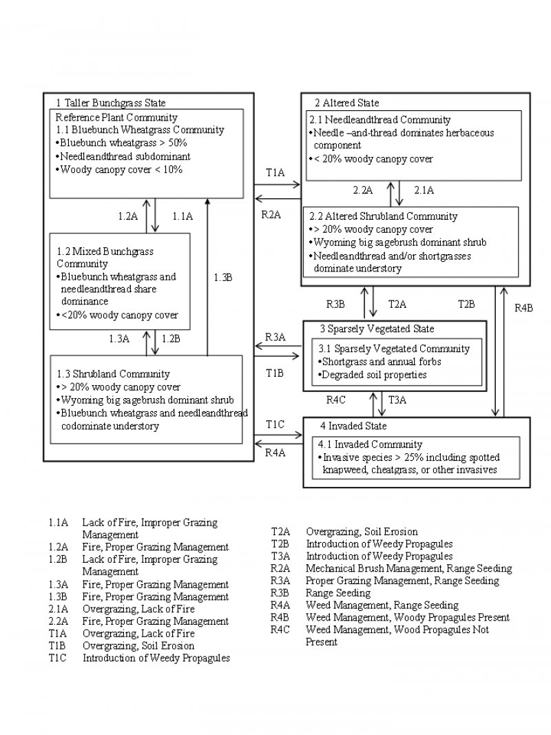 Model diagram