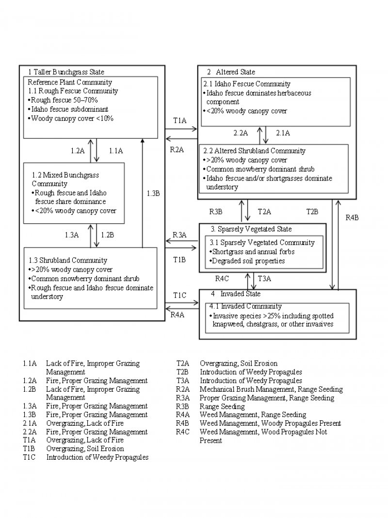 Model diagram