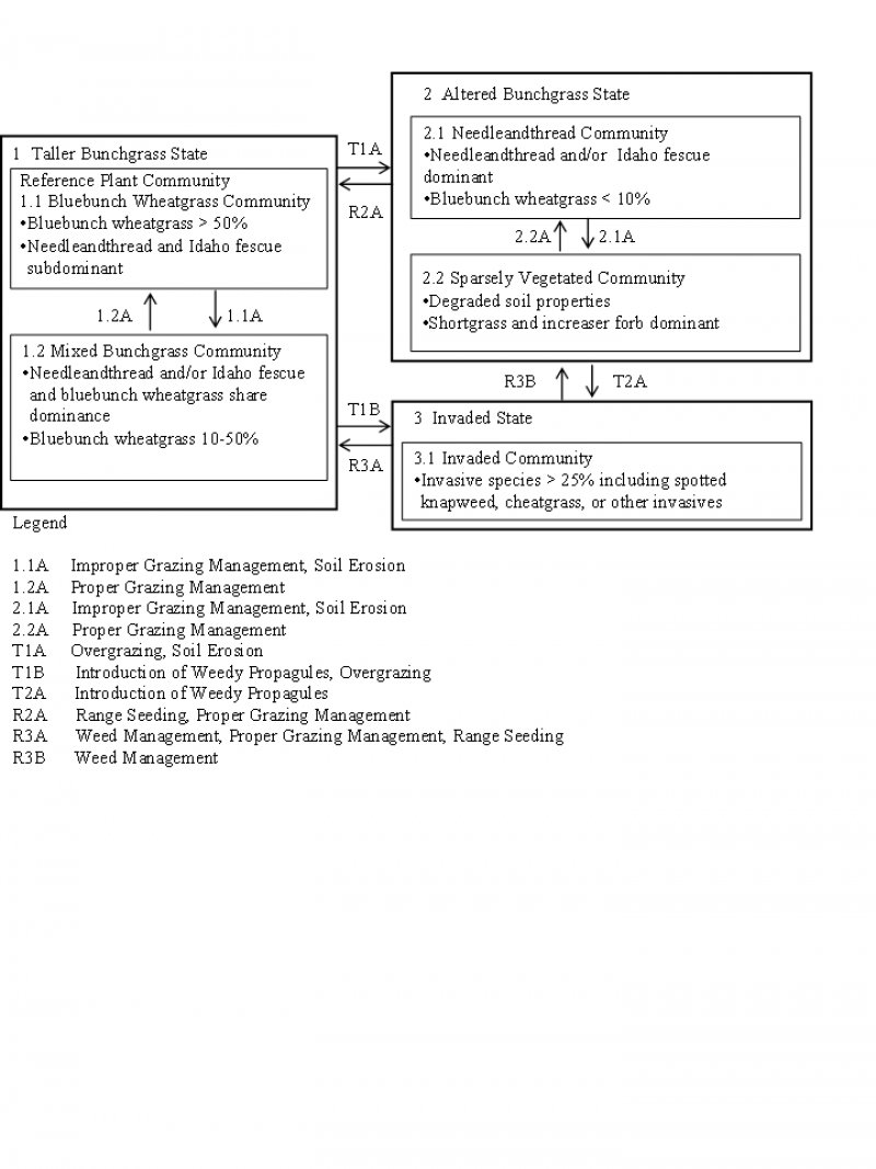 Model diagram