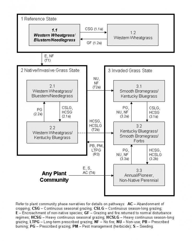 Model diagram