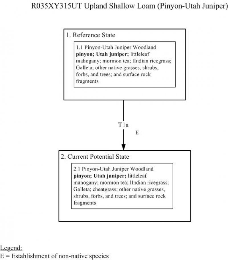 Model diagram