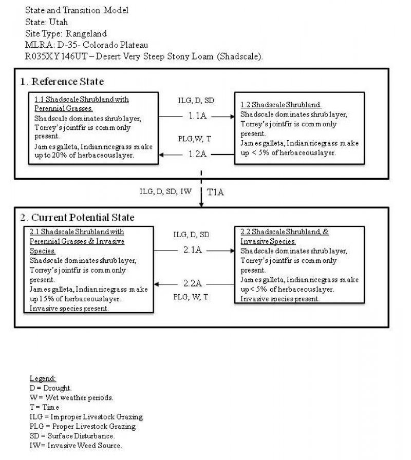 Model diagram