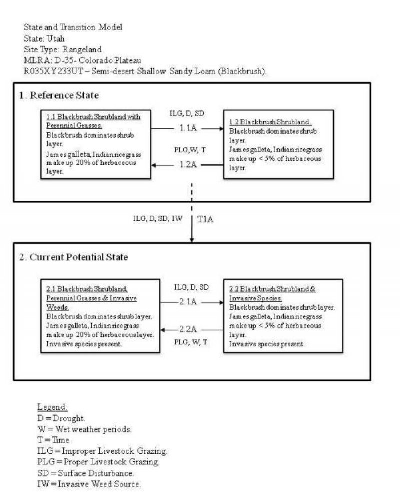 Model diagram