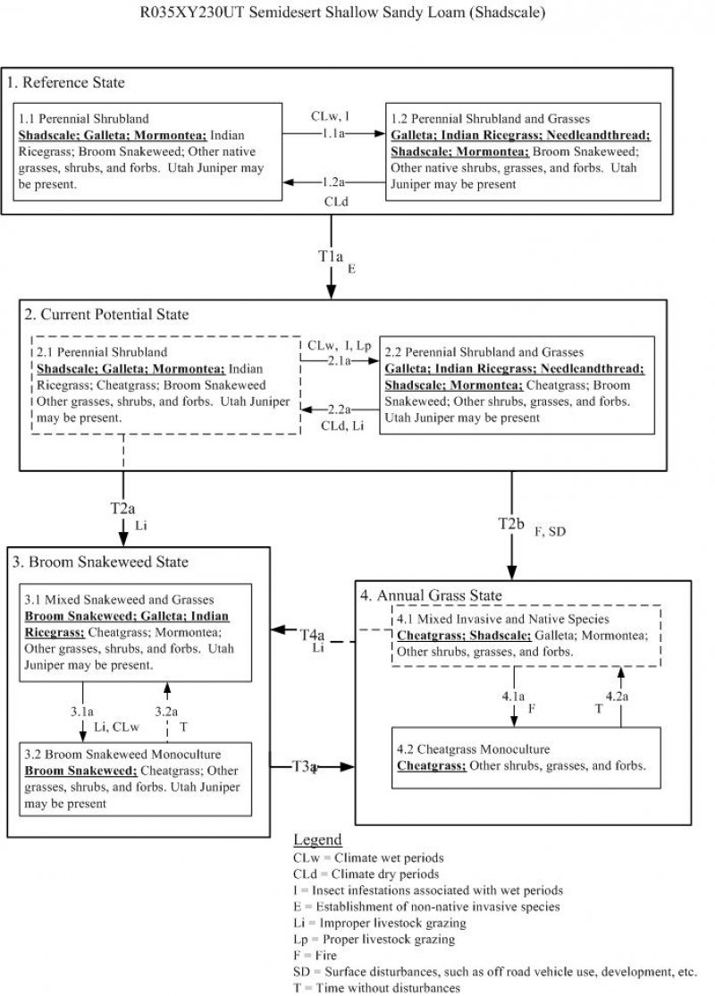 Model diagram