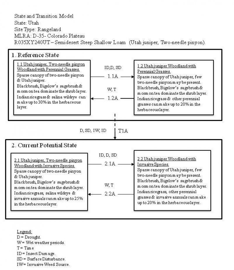 Model diagram