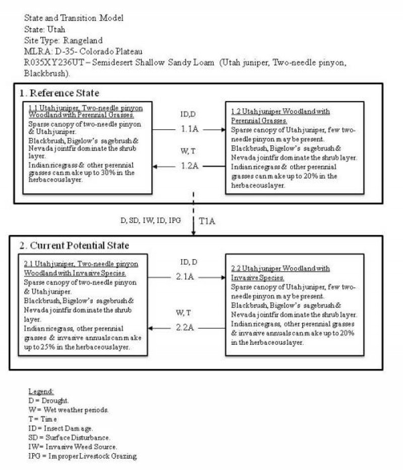 Model diagram