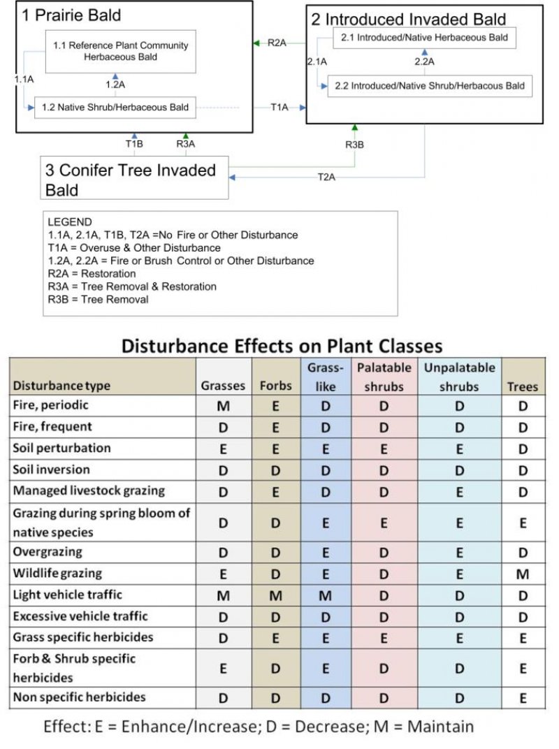 Model diagram