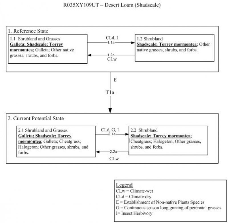 Model diagram