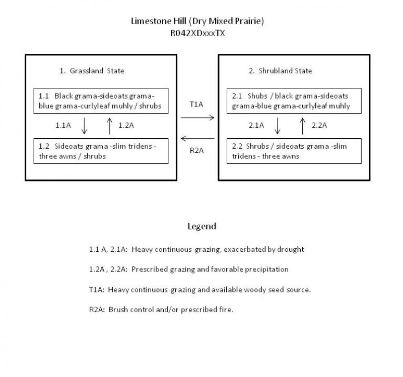 Model diagram