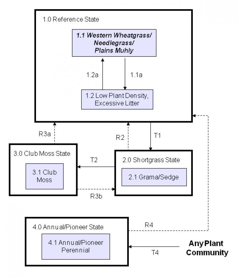 Model diagram