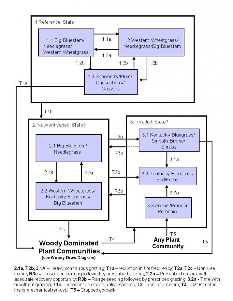 Model diagram