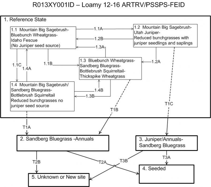 Model diagram