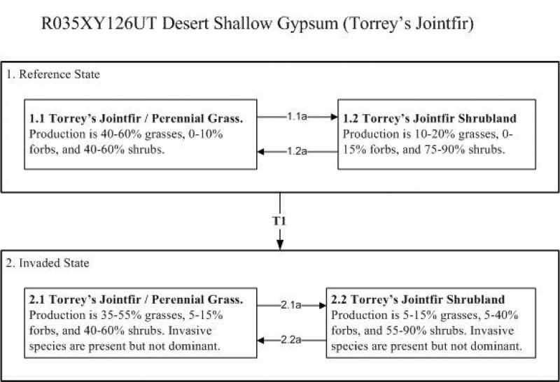 Model diagram