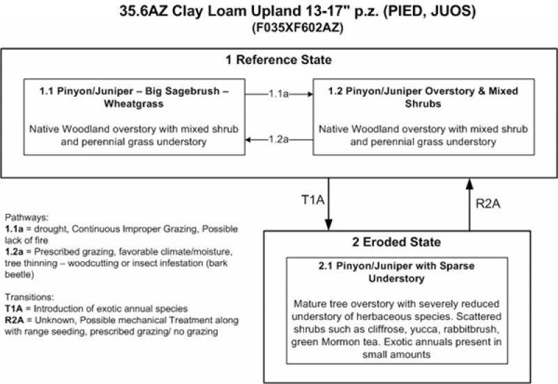 Model diagram